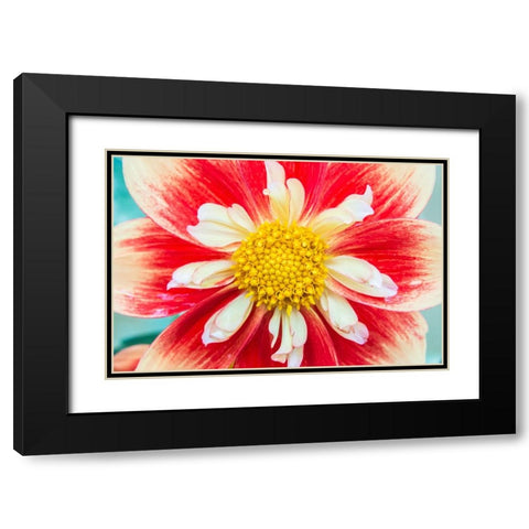 Washington State-Seattle Dahlia Black Modern Wood Framed Art Print with Double Matting by Tilley, Rob