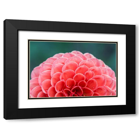 Washington State-Seattle Dahlia Black Modern Wood Framed Art Print with Double Matting by Tilley, Rob