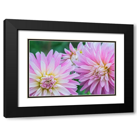 Washington State-Seattle Dahlia Black Modern Wood Framed Art Print with Double Matting by Tilley, Rob