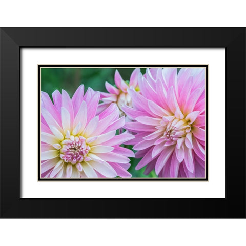 Washington State-Seattle Dahlia Black Modern Wood Framed Art Print with Double Matting by Tilley, Rob