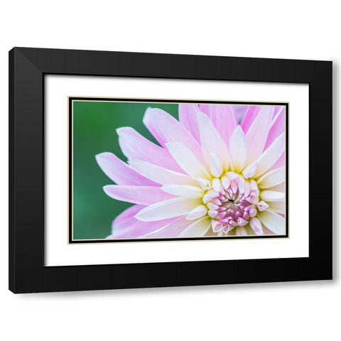 Washington State-Seattle Dahlia Black Modern Wood Framed Art Print with Double Matting by Tilley, Rob