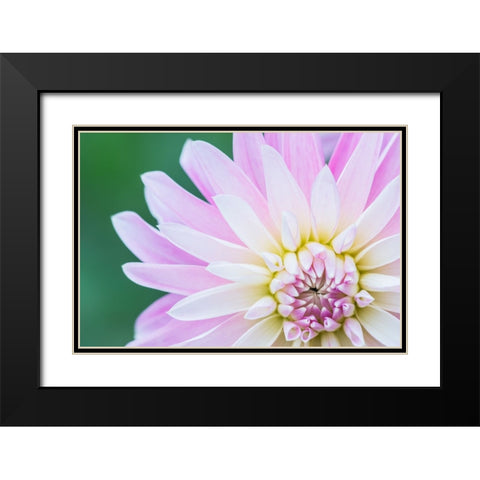 Washington State-Seattle Dahlia Black Modern Wood Framed Art Print with Double Matting by Tilley, Rob