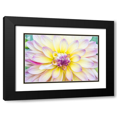 Washington State-Seattle Dahlia Black Modern Wood Framed Art Print with Double Matting by Tilley, Rob