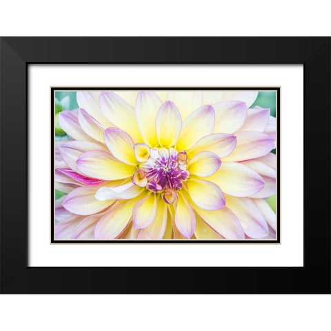 Washington State-Seattle Dahlia Black Modern Wood Framed Art Print with Double Matting by Tilley, Rob