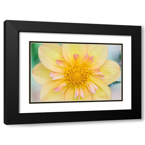 Washington State-Seattle Dahlia Black Modern Wood Framed Art Print with Double Matting by Tilley, Rob