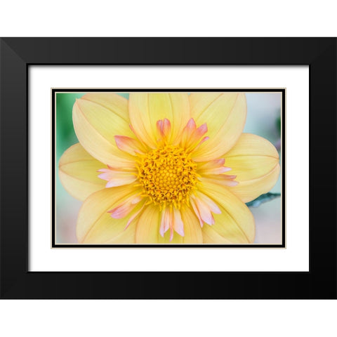 Washington State-Seattle Dahlia Black Modern Wood Framed Art Print with Double Matting by Tilley, Rob