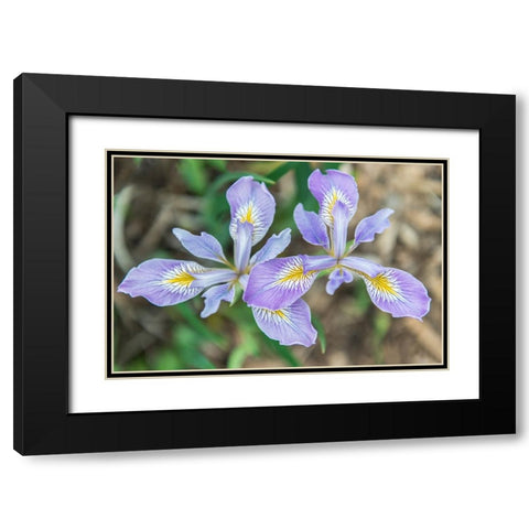 Washington State-Seattle Iris Black Modern Wood Framed Art Print with Double Matting by Tilley, Rob