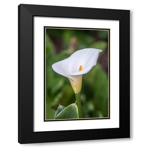 Washington State-Seattle Lily Black Modern Wood Framed Art Print with Double Matting by Tilley, Rob