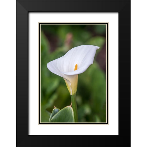 Washington State-Seattle Lily Black Modern Wood Framed Art Print with Double Matting by Tilley, Rob