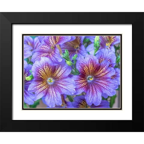 Washington State-Sammamish-Painted tongue flowering during the summer months design and pattern Black Modern Wood Framed Art Print with Double Matting by Gulin, Sylvia