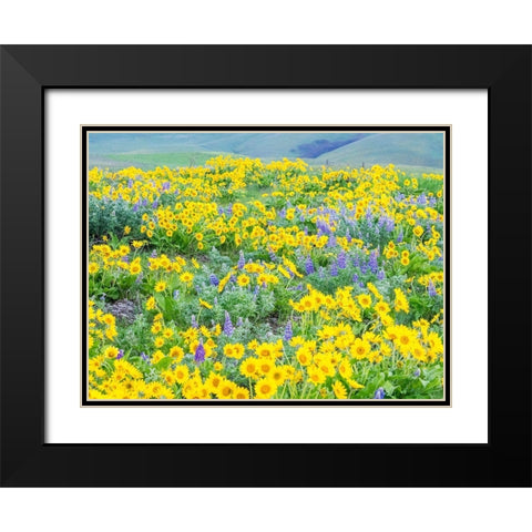 Washington State-Dalles Mountain State Park springtime blooming Lupine and Arrow-leaf Balsamroot Black Modern Wood Framed Art Print with Double Matting by Gulin, Sylvia