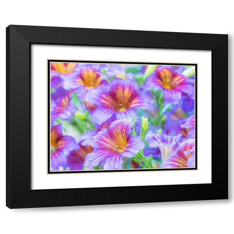 Washington State-Sammamish-Painted tongue flowering during the summer months design and pattern Black Modern Wood Framed Art Print with Double Matting by Gulin, Sylvia