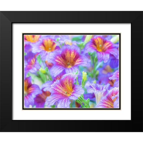 Washington State-Sammamish-Painted tongue flowering during the summer months design and pattern Black Modern Wood Framed Art Print with Double Matting by Gulin, Sylvia