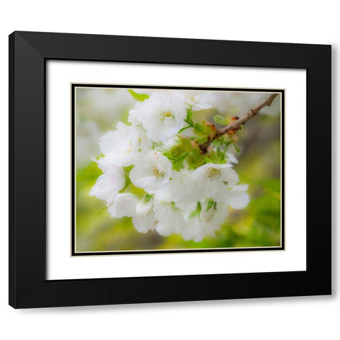 Washington State-Seattle-Washington Arboretum-Springtime cherry blooming Black Modern Wood Framed Art Print with Double Matting by Gulin, Sylvia