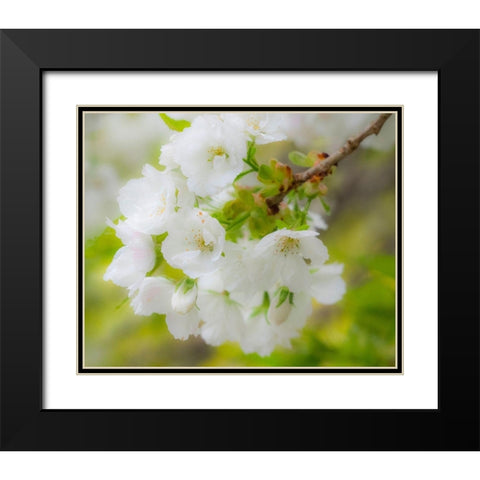 Washington State-Seattle-Washington Arboretum-Springtime cherry blooming Black Modern Wood Framed Art Print with Double Matting by Gulin, Sylvia