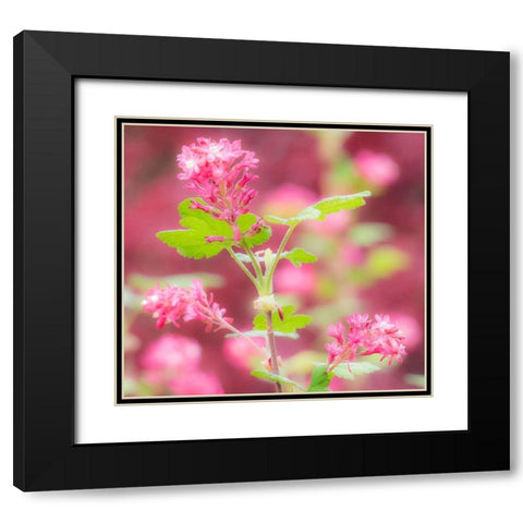 Washington State-Sammamish-spring flowering Currant Black Modern Wood Framed Art Print with Double Matting by Gulin, Sylvia