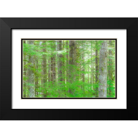 Washington State Hump tulips Hemlock evergreen forest Black Modern Wood Framed Art Print with Double Matting by Gulin, Sylvia