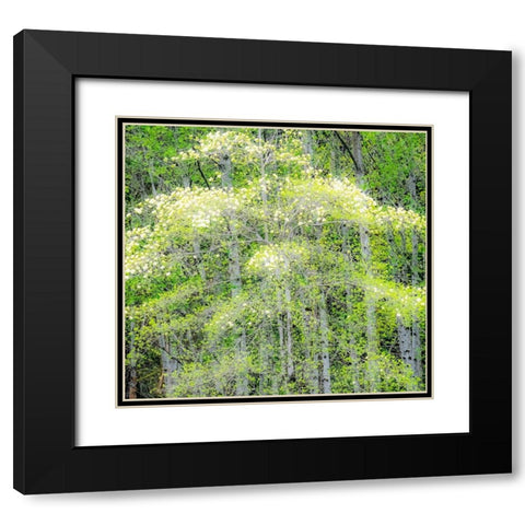 Washington State-Snoqualmie forest edge in spring with dogwoods blooming Black Modern Wood Framed Art Print with Double Matting by Gulin, Sylvia