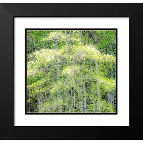 Washington State-Snoqualmie forest edge in spring with dogwoods blooming Black Modern Wood Framed Art Print with Double Matting by Gulin, Sylvia