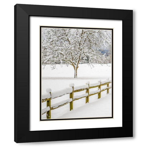 Washington State-Fall City-fresh snow on trees and fence Black Modern Wood Framed Art Print with Double Matting by Gulin, Sylvia