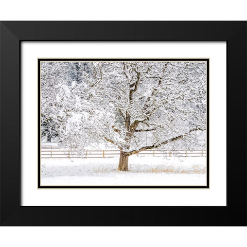 Washington State-Fall City-fresh snow on trees and fence Black Modern Wood Framed Art Print with Double Matting by Gulin, Sylvia