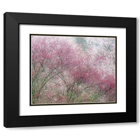 Washington State-Fall City springtime and cherry trees just beginning to bloom Black Modern Wood Framed Art Print with Double Matting by Gulin, Sylvia