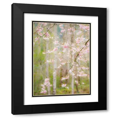 Washington State-Fall City springtime and cherry trees just beginning to bloom Black Modern Wood Framed Art Print with Double Matting by Gulin, Sylvia