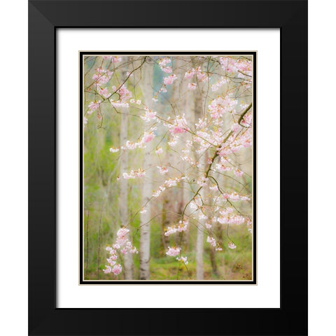 Washington State-Fall City springtime and cherry trees just beginning to bloom Black Modern Wood Framed Art Print with Double Matting by Gulin, Sylvia