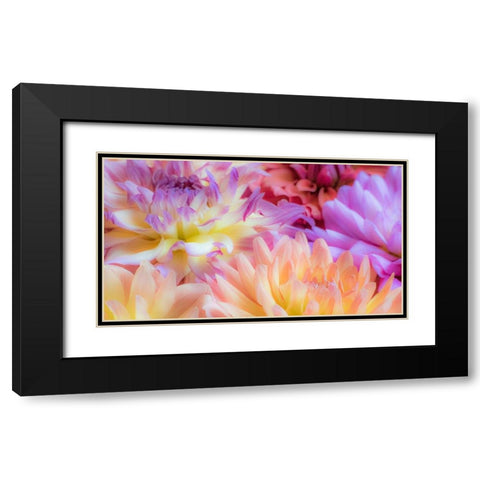 Washington State-Sammamish Dahlia flower design and patterns Black Modern Wood Framed Art Print with Double Matting by Gulin, Sylvia
