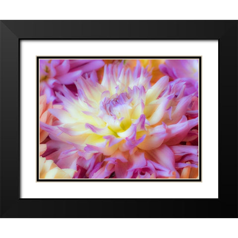 Washington State-Sammamish Dahlia flower design and patterns Black Modern Wood Framed Art Print with Double Matting by Gulin, Sylvia