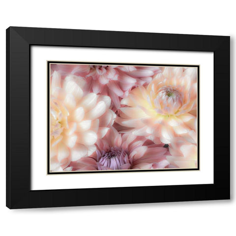 Washington State-Sammamish Dahlia flower design and patterns Black Modern Wood Framed Art Print with Double Matting by Gulin, Sylvia