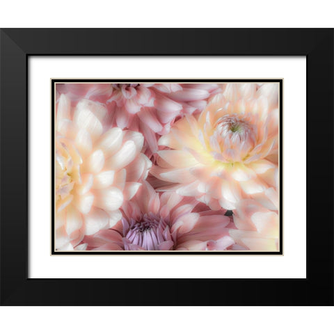 Washington State-Sammamish Dahlia flower design and patterns Black Modern Wood Framed Art Print with Double Matting by Gulin, Sylvia