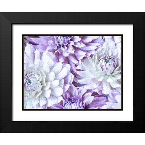 Washington State-Sammamish Dahlia flower design and patterns Black Modern Wood Framed Art Print with Double Matting by Gulin, Sylvia