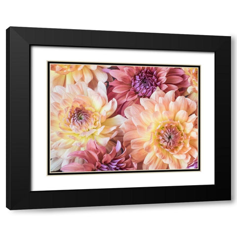 Washington State-Sammamish Dahlia flower design and patterns Black Modern Wood Framed Art Print with Double Matting by Gulin, Sylvia
