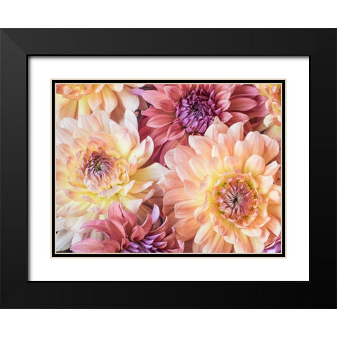 Washington State-Sammamish Dahlia flower design and patterns Black Modern Wood Framed Art Print with Double Matting by Gulin, Sylvia