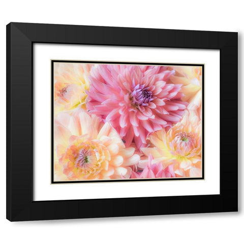 Washington State-Sammamish Dahlia flower design and patterns Black Modern Wood Framed Art Print with Double Matting by Gulin, Sylvia