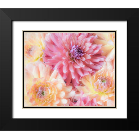 Washington State-Sammamish Dahlia flower design and patterns Black Modern Wood Framed Art Print with Double Matting by Gulin, Sylvia