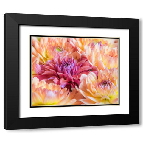 Washington State-Sammamish Dahlia flower design and patterns Black Modern Wood Framed Art Print with Double Matting by Gulin, Sylvia