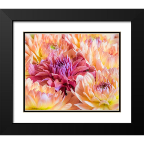 Washington State-Sammamish Dahlia flower design and patterns Black Modern Wood Framed Art Print with Double Matting by Gulin, Sylvia