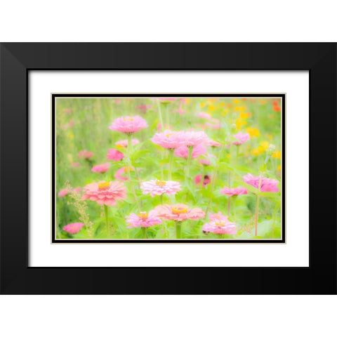 Washington State-Oakville-Pacific Northwest zinnia flower Black Modern Wood Framed Art Print with Double Matting by Gulin, Sylvia