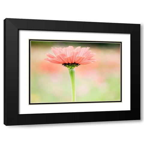 Washington State-Oakville-Pacific Northwest zinnia flower Black Modern Wood Framed Art Print with Double Matting by Gulin, Sylvia