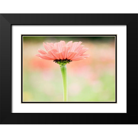 Washington State-Oakville-Pacific Northwest zinnia flower Black Modern Wood Framed Art Print with Double Matting by Gulin, Sylvia