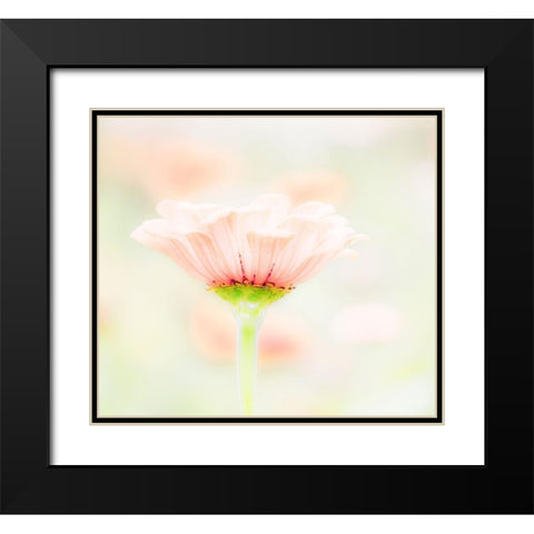 Washington State-Oakville-Pacific Northwest zinnia flower Black Modern Wood Framed Art Print with Double Matting by Gulin, Sylvia