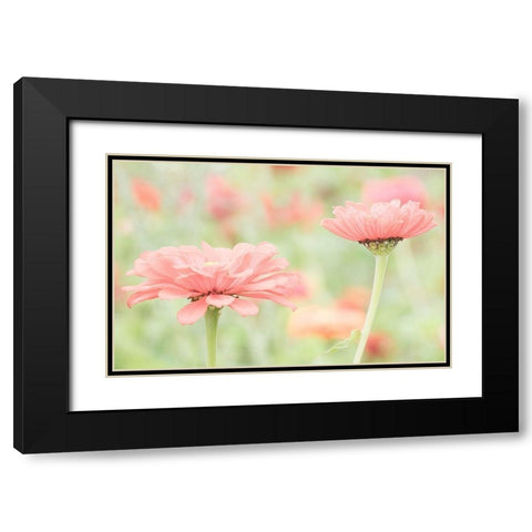 Washington State-Oakville-Pacific Northwest zinnia flower Black Modern Wood Framed Art Print with Double Matting by Gulin, Sylvia