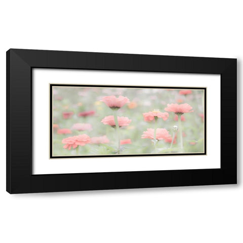 Washington State-Oakville-Pacific Northwest zinnia flower Black Modern Wood Framed Art Print with Double Matting by Gulin, Sylvia