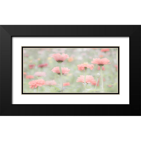Washington State-Oakville-Pacific Northwest zinnia flower Black Modern Wood Framed Art Print with Double Matting by Gulin, Sylvia