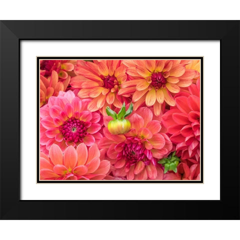 Washington State-Sammamish Dahlia flower design and patterns Black Modern Wood Framed Art Print with Double Matting by Gulin, Sylvia