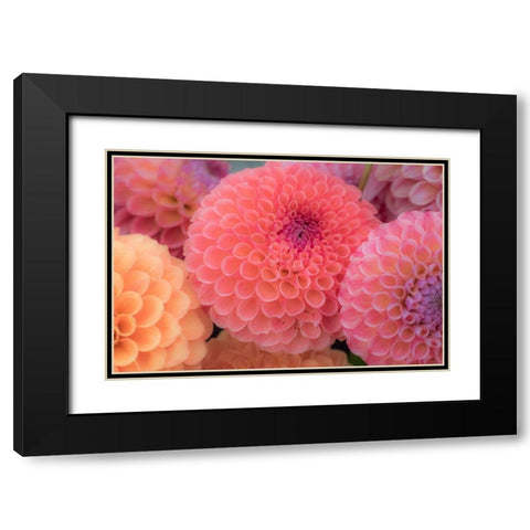 Washington State-Sammamish Dahlia flower design and patterns Black Modern Wood Framed Art Print with Double Matting by Gulin, Sylvia
