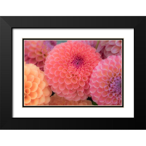 Washington State-Sammamish Dahlia flower design and patterns Black Modern Wood Framed Art Print with Double Matting by Gulin, Sylvia