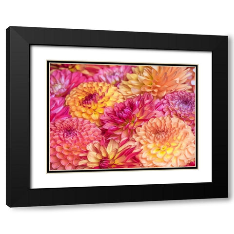 Washington State-Sammamish Dahlia flower design and patterns Black Modern Wood Framed Art Print with Double Matting by Gulin, Sylvia